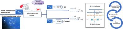 Rhesus Brain Transcriptomic Landscape in an ex vivo Model of the Interaction of Live Borrelia Burgdorferi With Frontal Cortex Tissue Explants